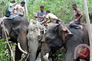 BBKSDA Kesulitan Evakuasi Gajah Liar dari Pemukiman