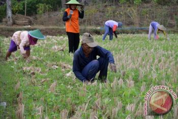 Beralih Tanaman Palawija
