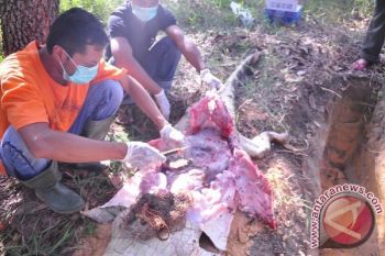 Buaya Kemasukan Jaring Mati Saat Dikarantina