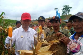 Jagung Transmigran Barito Utara Pasok ke Pabrik Kalsel