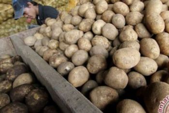 Tiongkok Jadi Produsen Kentang Terbesar Dunia