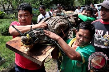 Tengah Upacara Adat, Buaya Serang Warga