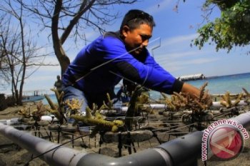 Transplantasi Terumbu Karang