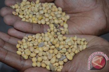 Stok Kedelai Lokal Menipis, Stok Impor Berlimpah
