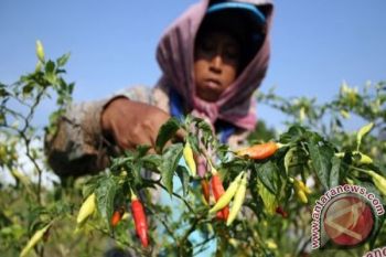 Produksi cabai rawit NTB meningkat 121,29 persen