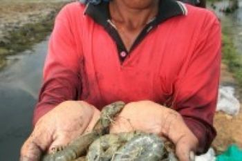 Pamor Udang Windu Terus Ditingkatkan