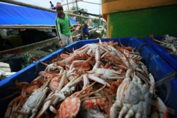 Rajungan Pekalongan Raih Devisa 414,3 Juta Dolar AS