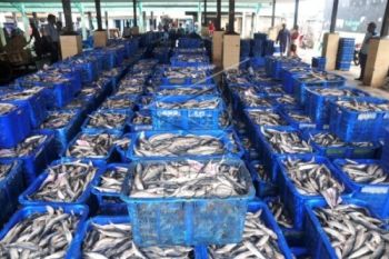 Tingkatkan Penjualan, Nelayan Diminta Maksimalkan Fungsi TPI