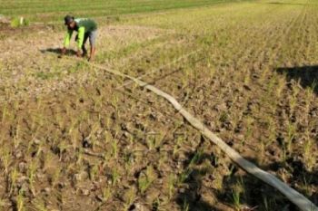 33 Persen Lahan Sawah di Pekalongan Kekeringan