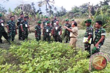 Babinsa Kodim Jayapura tingkatkan kemampuan penanaman padi