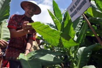 Jelang Panen, Pabrik Rokok Belum Pastikan Kuota Pembelian Tembakau