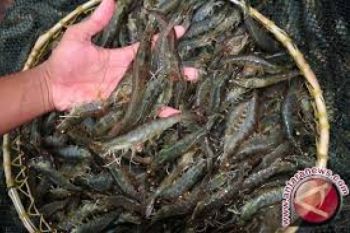 KKP-BI Kembangkan Ekonomi Kerakyatan Budidaya Udang