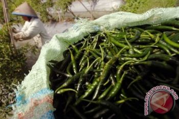 Darmin: Harga Cabai Merah Patut Diwaspadai