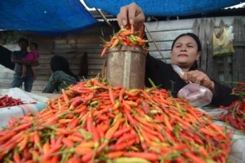 Harga Cabai Rawit Tembus Rp65.000/Kg