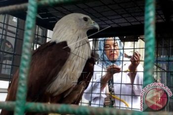 BKDSA Sita Satwa Langka