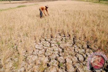 Pemerintah akan Gunakan Hujan Buatan Atasi Kekeringan 