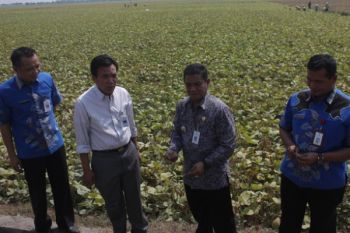 Bupati: Kekurangan Air Bersih di Kudus Masih Normal