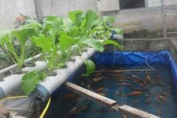 Temanggung Budi Daya Ikan Akuaponik Yamina Bumina