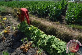Harga Tembakau Madura Dibawah BEP