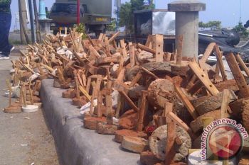 8.000 Terumbu Karang Ditanam di Perairan Teluk Youtefa