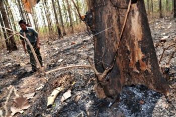 Perhutani Intensifkan Patroli Cegah Kebakaran Hutan