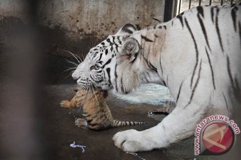 Kelahiran Harimau Bengala