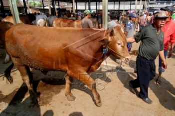 Stok Daging Sapi di Solo Aman