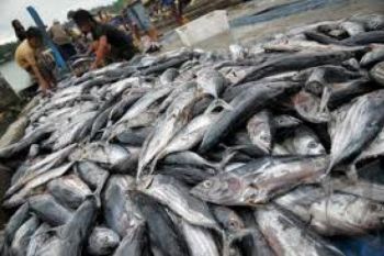 Ikan Belanak Bermunculan di Sungai Serayu