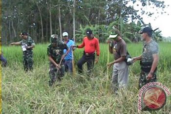 Petani-TNI Buru Tikus di Tabanan