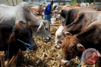 Harga Hewan Kurban di Pekalongan Merangkak Naik