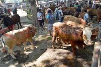 Temanggung Mampu Memenuhi Sendiri Kebutuhan Ternak Kurban