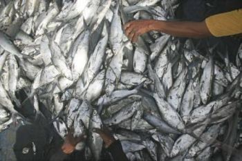 Nelayan Cilacap Masuki Musim Panen Ikan