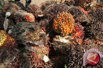 Gubernur Jambi prihatin harga sawit anjlok