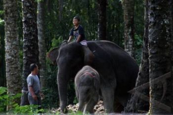 Jateng Park Tunggu Peraturan Baru Kementerian LHK Diteken