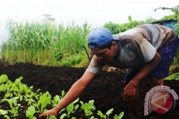 Produksi Kedelai Bulungan Di Atas Nasional