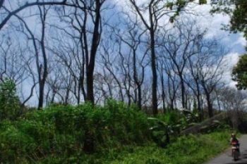 Hutan Kemasyarakatan Solusi Tepat Resolusi Konflik