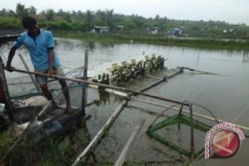 Petambak Udang Vaname Terancam Gagal Panen