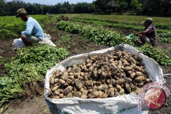 Panen Kacang Tanah Blitar
