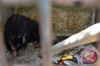 Seekor Anak Beruang Madu Berhasil Diselamatkan