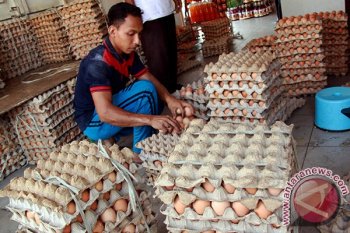 Telur Naik Drastis
