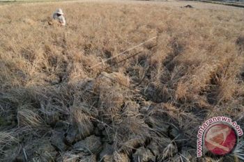 BKP2 NTT : tiga kabupaten paling rawan kekeringan