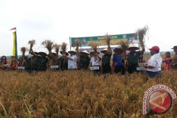 Perum Bulog siap beli gabah petani Sumsel 
