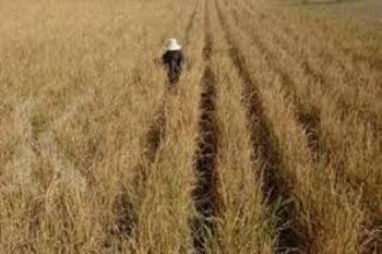 Puluhan hektare sawah di Merauke dilanda kekeringan