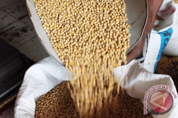 Rupiah Melemah, Harga Kedelai Naik Landai