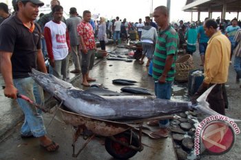 Ikan Todak Berkurang