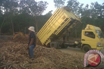 Harga singkong di Lampung melambung