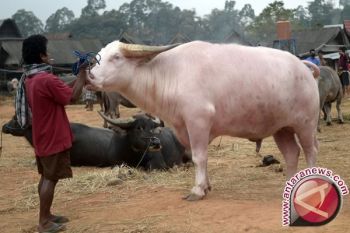 Kerbau Enam Ratus Juta