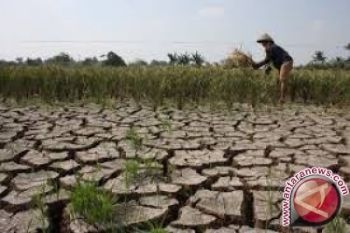 Pemerintah Perlu Modernisasi Pertanian Hadapi Kekeringan