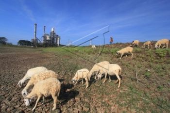 Harga Hewan Kurban di Pekalongan Naik 40 Persen