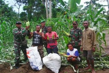 Babinsa Koramil Yapsel dampingi petani panen jagung